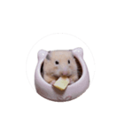 キンクマハムスターおいもの日常（個別スタンプ：3）