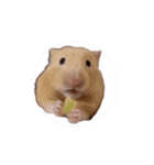 キンクマハムスターおいもの日常（個別スタンプ：5）