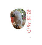 タイハクオウムのパクチー（個別スタンプ：1）