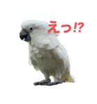 タイハクオウムのパクチー（個別スタンプ：4）