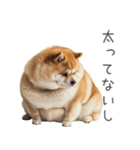実は太ってる柴犬【面白い】（個別スタンプ：1）