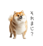 実は太ってる柴犬【面白い】（個別スタンプ：2）