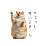 実は太ってる柴犬【面白い】（個別スタンプ：3）