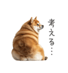 実は太ってる柴犬【面白い】（個別スタンプ：5）
