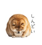 実は太ってる柴犬【面白い】（個別スタンプ：6）