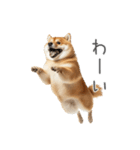 実は太ってる柴犬【面白い】（個別スタンプ：8）