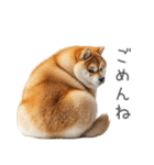 実は太ってる柴犬【面白い】（個別スタンプ：10）