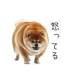 実は太ってる柴犬【面白い】（個別スタンプ：11）