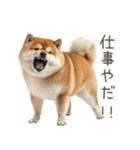 実は太ってる柴犬【面白い】（個別スタンプ：13）