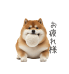 実は太ってる柴犬【面白い】（個別スタンプ：14）
