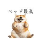 実は太ってる柴犬【面白い】（個別スタンプ：15）