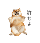 実は太ってる柴犬【面白い】（個別スタンプ：16）