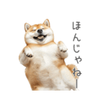 実は太ってる柴犬【面白い】（個別スタンプ：19）