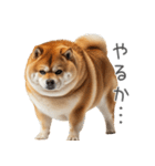 実は太ってる柴犬【面白い】（個別スタンプ：20）