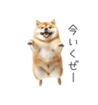 実は太ってる柴犬【面白い】（個別スタンプ：21）