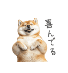 実は太ってる柴犬【面白い】（個別スタンプ：22）