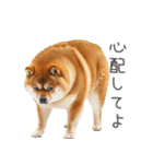 実は太ってる柴犬【面白い】（個別スタンプ：23）