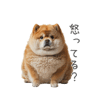 実は太ってる柴犬【面白い】（個別スタンプ：24）