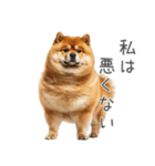 実は太ってる柴犬【面白い】（個別スタンプ：26）
