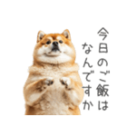 実は太ってる柴犬【面白い】（個別スタンプ：27）
