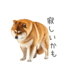 実は太ってる柴犬【面白い】（個別スタンプ：28）