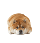実は太ってる柴犬【面白い】（個別スタンプ：29）