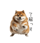 実は太ってる柴犬【面白い】（個別スタンプ：30）