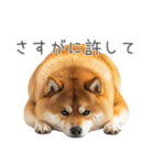 実は太ってる柴犬【面白い】（個別スタンプ：31）