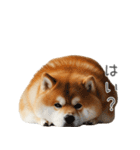 実は太ってる柴犬【面白い】（個別スタンプ：32）