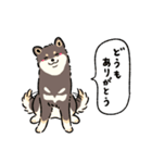 今日も柴犬が可愛い5 -黒柴-（個別スタンプ：1）