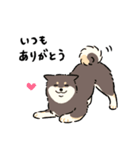 今日も柴犬が可愛い5 -黒柴-（個別スタンプ：2）
