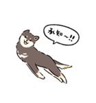 今日も柴犬が可愛い5 -黒柴-（個別スタンプ：3）