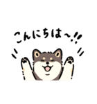 今日も柴犬が可愛い5 -黒柴-（個別スタンプ：7）