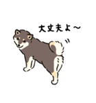 今日も柴犬が可愛い5 -黒柴-（個別スタンプ：8）