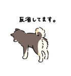 今日も柴犬が可愛い5 -黒柴-（個別スタンプ：10）