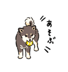 今日も柴犬が可愛い5 -黒柴-（個別スタンプ：13）