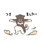 今日も柴犬が可愛い5 -黒柴-（個別スタンプ：15）