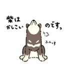今日も柴犬が可愛い5 -黒柴-（個別スタンプ：23）