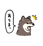 今日も柴犬が可愛い5 -黒柴-（個別スタンプ：27）