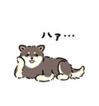 今日も柴犬が可愛い5 -黒柴-（個別スタンプ：28）