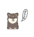 今日も柴犬が可愛い5 -黒柴-（個別スタンプ：31）