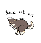 今日も柴犬が可愛い5 -黒柴-（個別スタンプ：33）