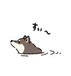 今日も柴犬が可愛い5 -黒柴-（個別スタンプ：38）