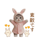 色々かわいいネコ達 気軽に使える日常 敬語（個別スタンプ：19）