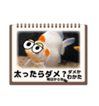 oirannANIMAL（個別スタンプ：4）