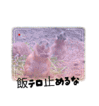 oirannANIMAL（個別スタンプ：14）