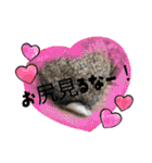 oirannANIMAL（個別スタンプ：16）