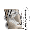 oirannANIMAL（個別スタンプ：17）
