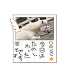 oirannANIMAL（個別スタンプ：26）