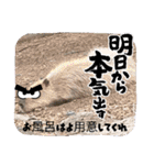 oirannANIMAL（個別スタンプ：27）